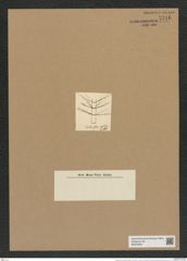 Chaetoceros nodulosus (Shadb.) (de-Toni-Nr.: Genus 149, Species 4163) Zeichnungen Sammlung Grunow Nr. 7716 (NHMW-BOT-W0376924)